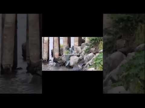 real mermaid caught on camera in Nigeria under the bridge