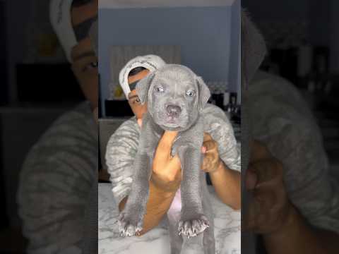 FREE PITBULL❗️ADOPTION! Who wants her!
