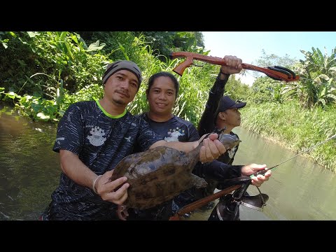 SE02EP101 PART 2 - INVASIVE / SALOT na CHINESE SOFT SHELL TURTLE  - San Pablo City, Laguna