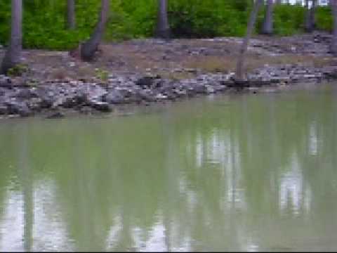 Ranin hanaa fengandu