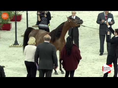 1ST - N.24 MAI ALJASSIMYA - Paris 2016 - Fillies 2-3 years old (Class CM2 A)