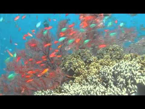 Coral Gardens at Japanese Shipwreck - Bali Reef Divers - Dive Amed