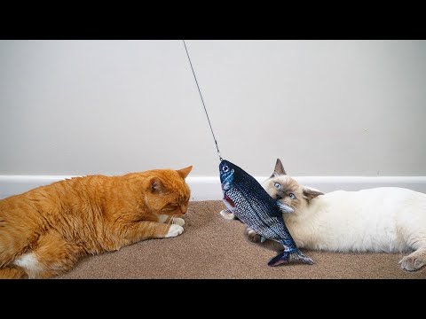 19-Year-Old Cat and Kitten Review Cat Toys