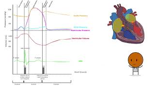 Understanding and Unravelling the Cardiac Cycle (Part 2 of 2)