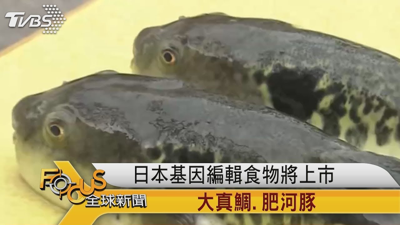 日本基因編輯食物將上市:大真鯛.肥河豚