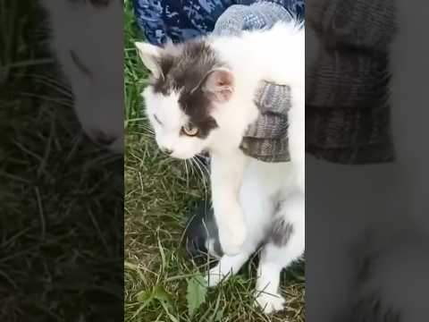 Mačka korišćena za šverc droge 🐈🇷🇺 | BBC News na srpskom #rusija #zivotinje #macka #vesti #shorts
