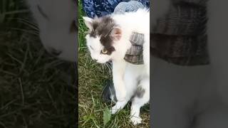 Video thumbnail image