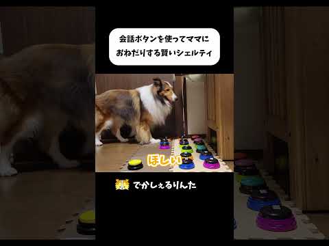 A clever sheltie uses the conversation button to ask for something from his mom #shorts