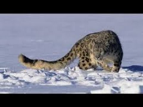 Leopard Documentary - Snow Leopard  Animal Planet I National Geographic