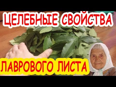 очищение сосудов при диабете. лавровый лист для очищения организма. тинктура лаврового листа. цвет лаврового листа. лавровый лист.