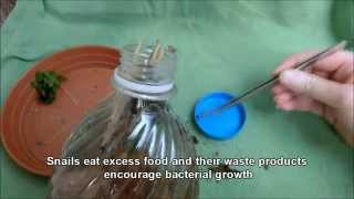 How to culture Paramecium