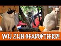 3 katten krijgen een nieuw begin in Nederland! | DierenpraatTV