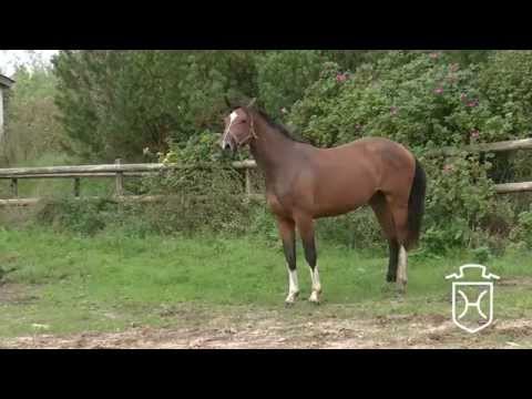 Holsteiner Stute von Canto - Carolus I - Exorbitant xx