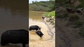 Olha a vida boa dos animais