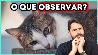 Os Principais Sintomas de Doença Inflamatória Intestinal em Gatos