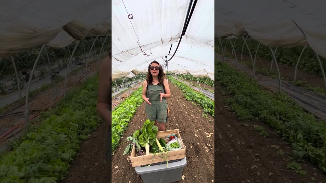 CSA week 11 spring 2024