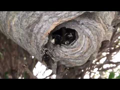 Close Encounters of the Bald-Faced Hornets Kind in Monmouth Beach, NJ