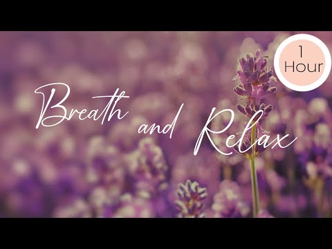 Cicadas - Piano Meditation