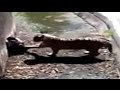 Man Killed By White Tiger Blamed He Was Mentally Ill Says Delhi Zoo