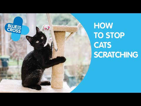 How To Stop Your Cat Scratching | Blue Cross