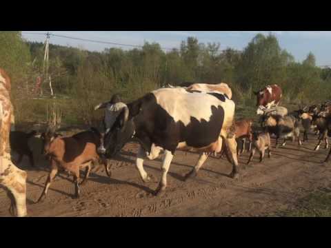 Козел пьёт пиво в Бинарадке