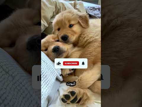 «رجع بيته بعد سنين… ولما فتح أوضة التخزين شاف حاجة مرعبة! 😳🕷️» #reels#shorts #funny