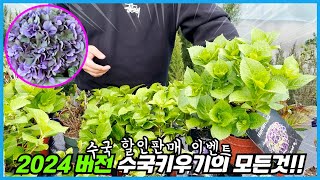 가장 많이하는 수국 질문 Top10!! 해외에서 최근 소개된 수국 꽃피우는 방법까지!!