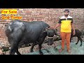 2nd Timer For Sale दीपक गाँव रामपुर कुण्डल सोनीप�