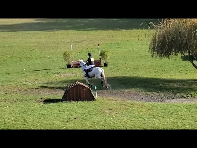 Propose poney D à la location