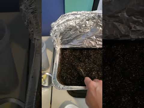 Easy 'fool proof' Substrate Pasteurization! Mushroom Oven Tek