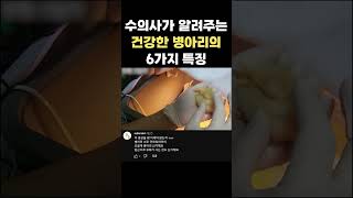 건강한 병아리의 6가지 특징 (feat.수의사 꼬꼬쌤)