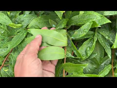 Chăm mai cuối tháng 6 mai vàng trồng đất sao cho nhanh lớn