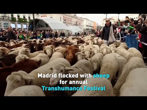 Annual Sheep Parade Through Streets Of Madrid