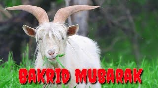 Bakrid Mubarak New WhatsApp Status 2019 (Eid Mubar