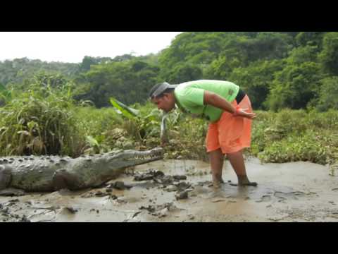 Scary Costa Rica Crocodile