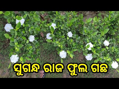 Sugandh raj flower plant || How to get flowers