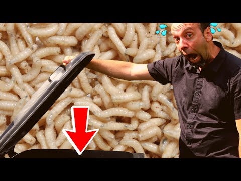 ASTICOTS DANS LA POUBELLE? - D'où viennent-ils et comment LES ÉLIMINER!