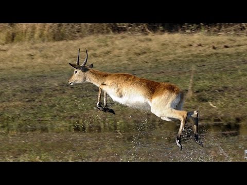 LEAPING LECHWE