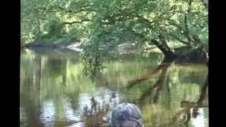 Limb Lining for BIG Catfish