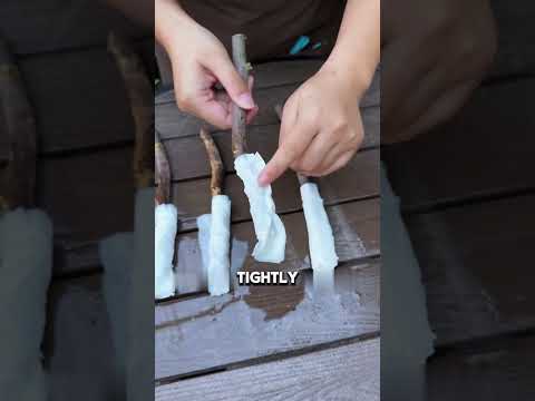 This is how to propagate bougainvillea. 90% of people have never seen it. #Bougainvillea #cutting