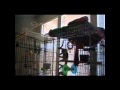 Parrot feat Drowning Pool sing BODIES -- REMIX ...