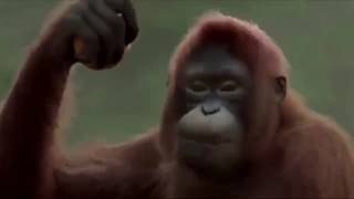 Sopa De Macaco