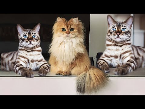 The 10 Most Intelligent Cat Breeds Ever - YouTube