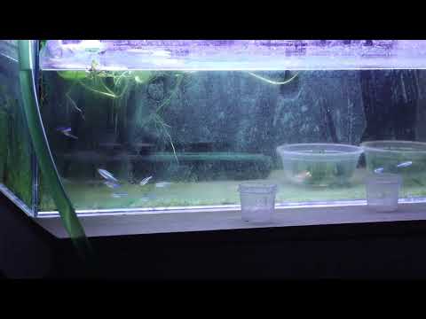 My green neon tetra spawned in my unfiltered and dirty fish tank!!