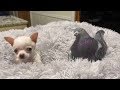 Pigeon and Dog Become Best Of Friends