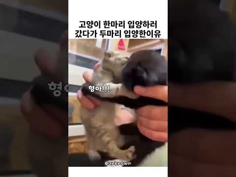 고양이 한마리 입양하러 갔다가 두마리 입양한 이유