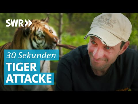 Ehemann rettet Dompteur vor Tiger