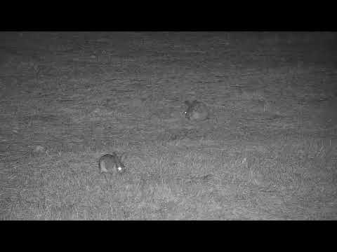 Djuma: Three Scrub Hares feeding - 04:34 - 09/01/21