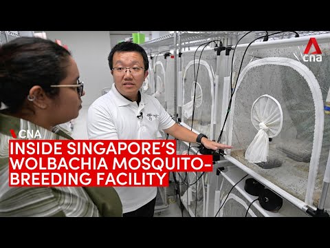 Inside Singapore's Wolbachia mosquito-breeding facility, set up to fight dengue