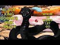 Black King Cobra S White Snake English Dubbed Recap